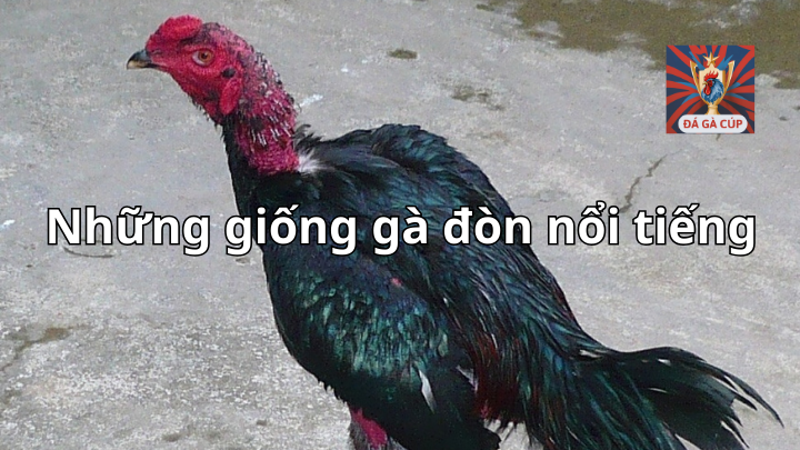 Những giống gà đòn nổi tiếng