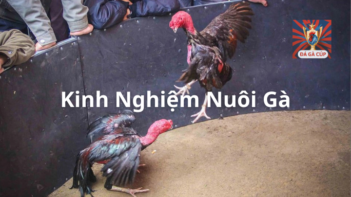 Hướng Dẫn & Kinh Nghiệm