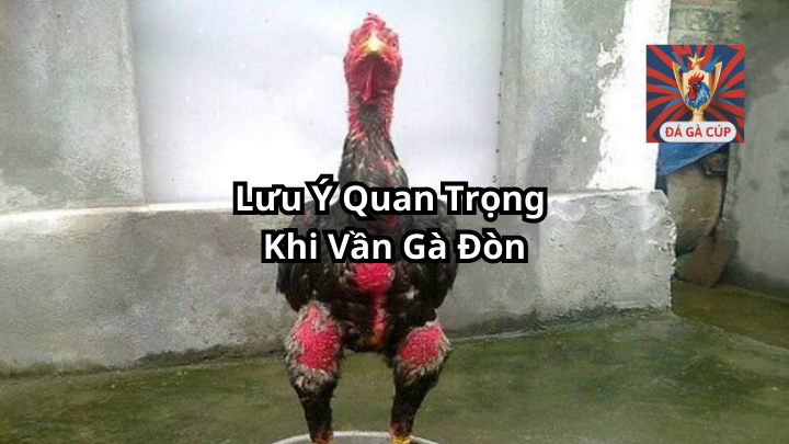 Lưu Ý Quan Trọng Khi Vần Gà Đòn