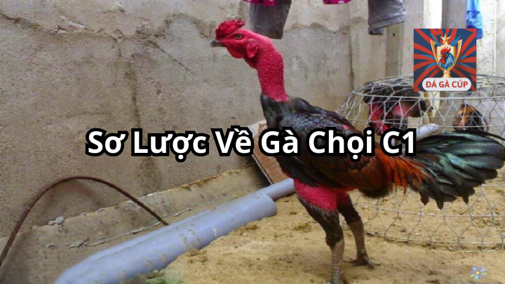 Sơ Lược Về Gà Chọi C1