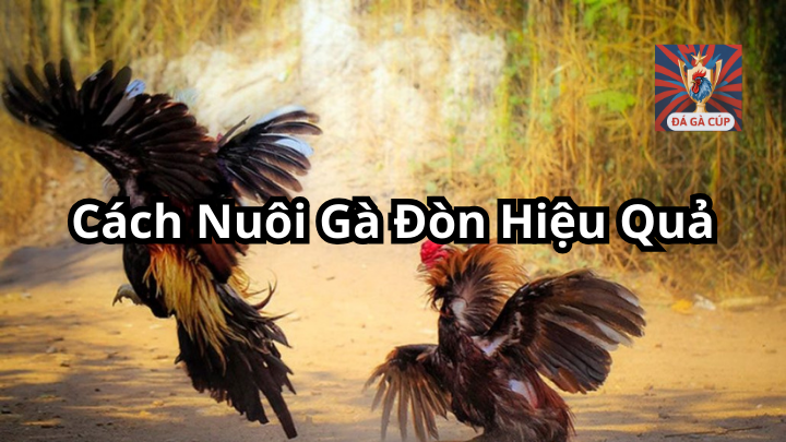 Cách Nuôi Gà Đòn Hiệu Quả Giúp Gà Khỏe Mạnh Và Chiến Đấu Tốt