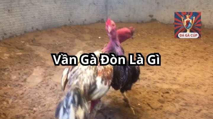 Vần Gà Đòn – Kỹ Thuật Luyện Chiến Kê Dẻo Dai Và Sức Bền Vô Địch