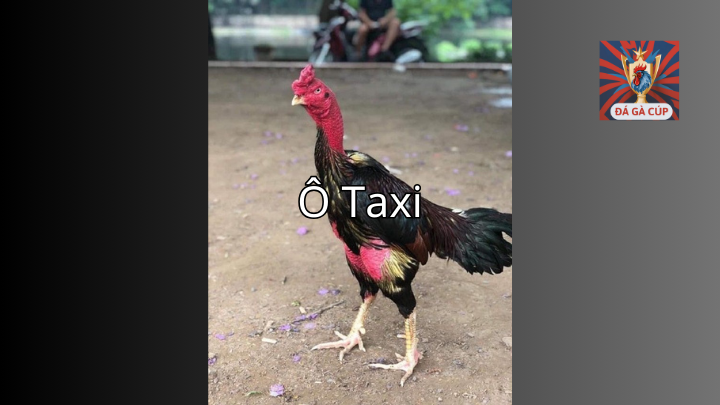 Ô Taxi Chiến Kê Đáng Gờm Trong Làng Gà Đòn