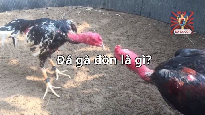 Đá Gà Đòn Là Gì? Toàn Bộ Kiến Thức Từ A-Z Về Gà Đòn